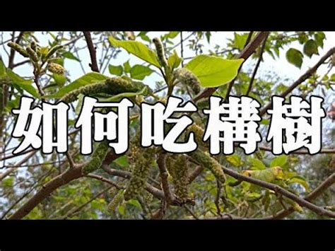 構樹根|構樹,構樹的功效與作用